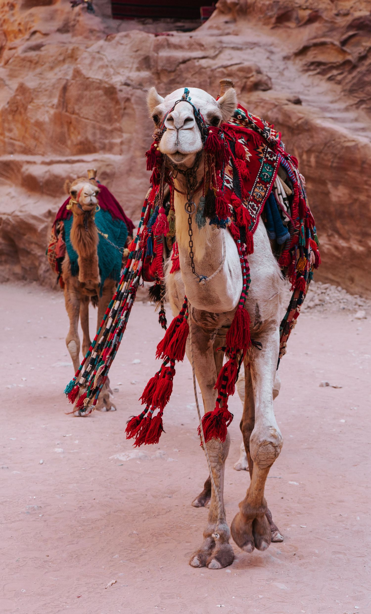 Twee kamelen in Petra Jordanië