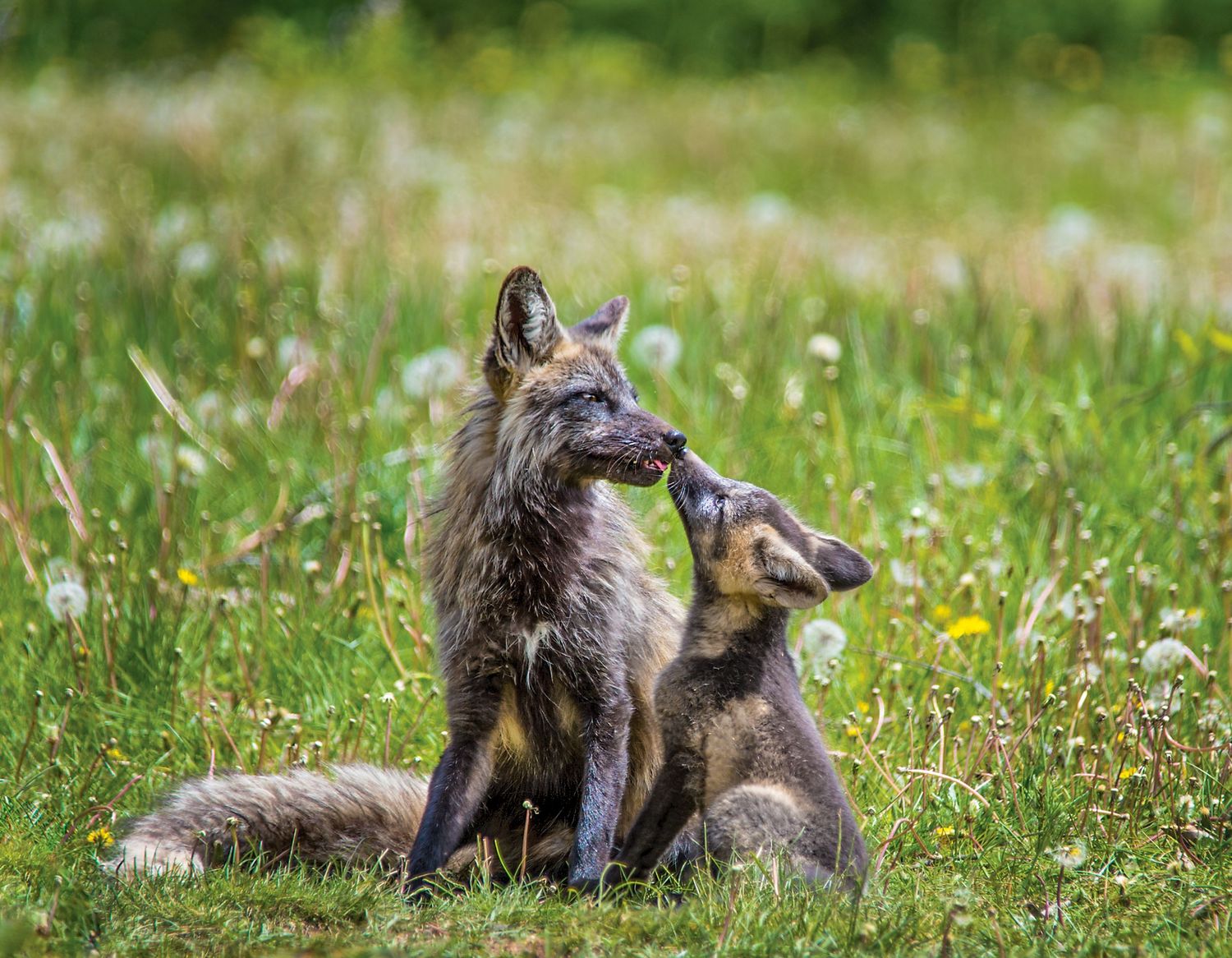Father Fox and Cub Photography in Grand Teton National Park by Alicia White