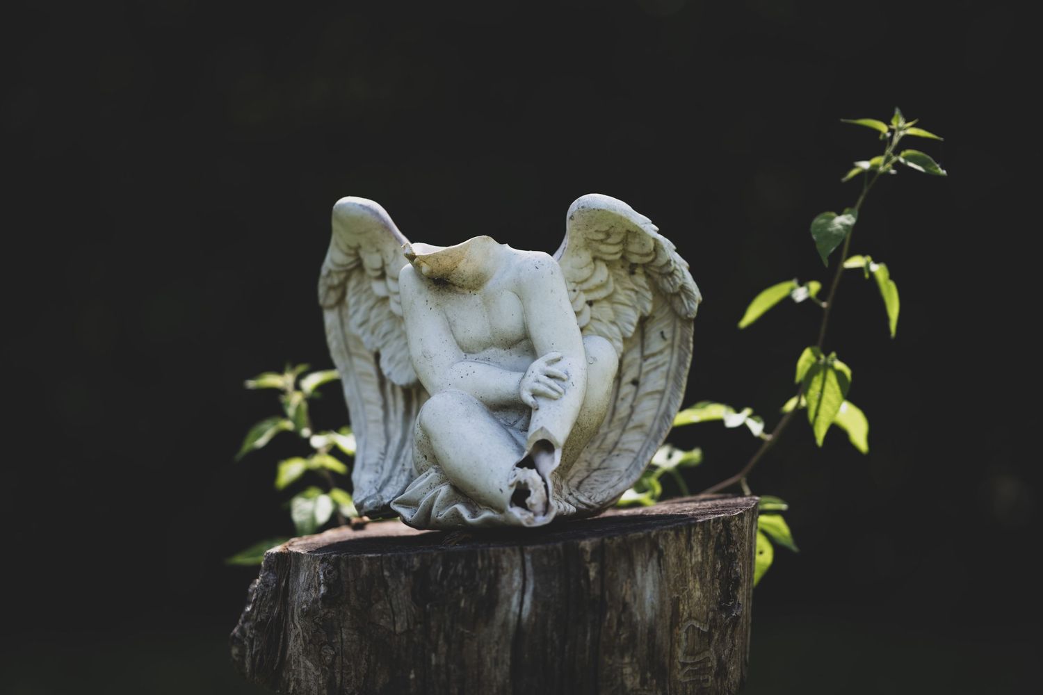 White angel statue with wings sitting on a tree stump surrounded by green plants.