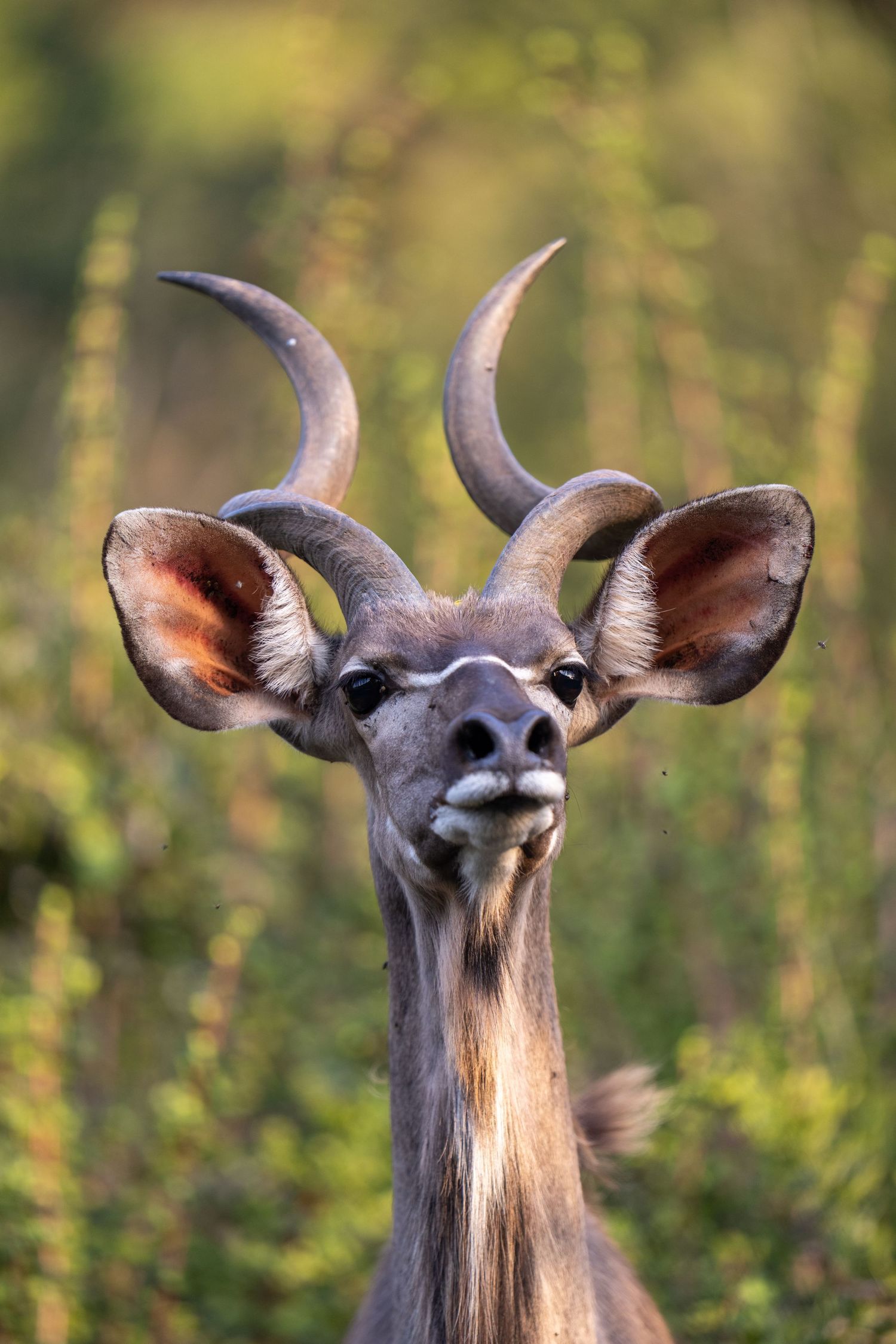Close-up portrait of Greater Kudu showing distinctive spiral horns and facial features.
