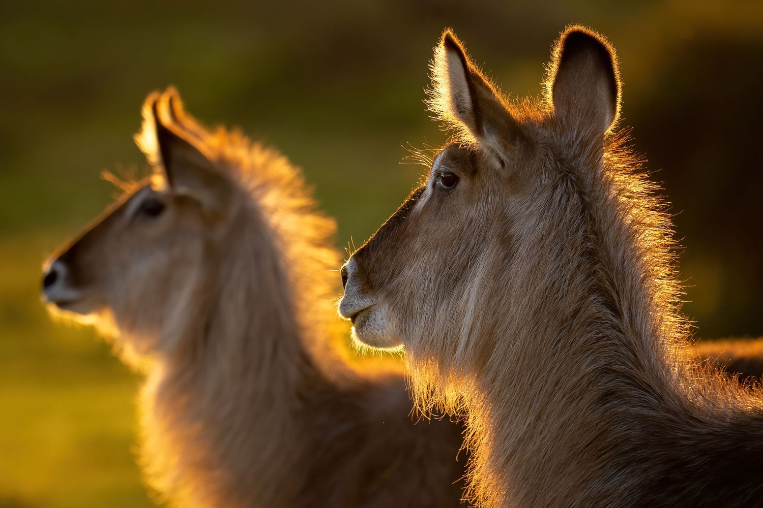 Two waterbuck silhouettes in golden backlight at sunset.