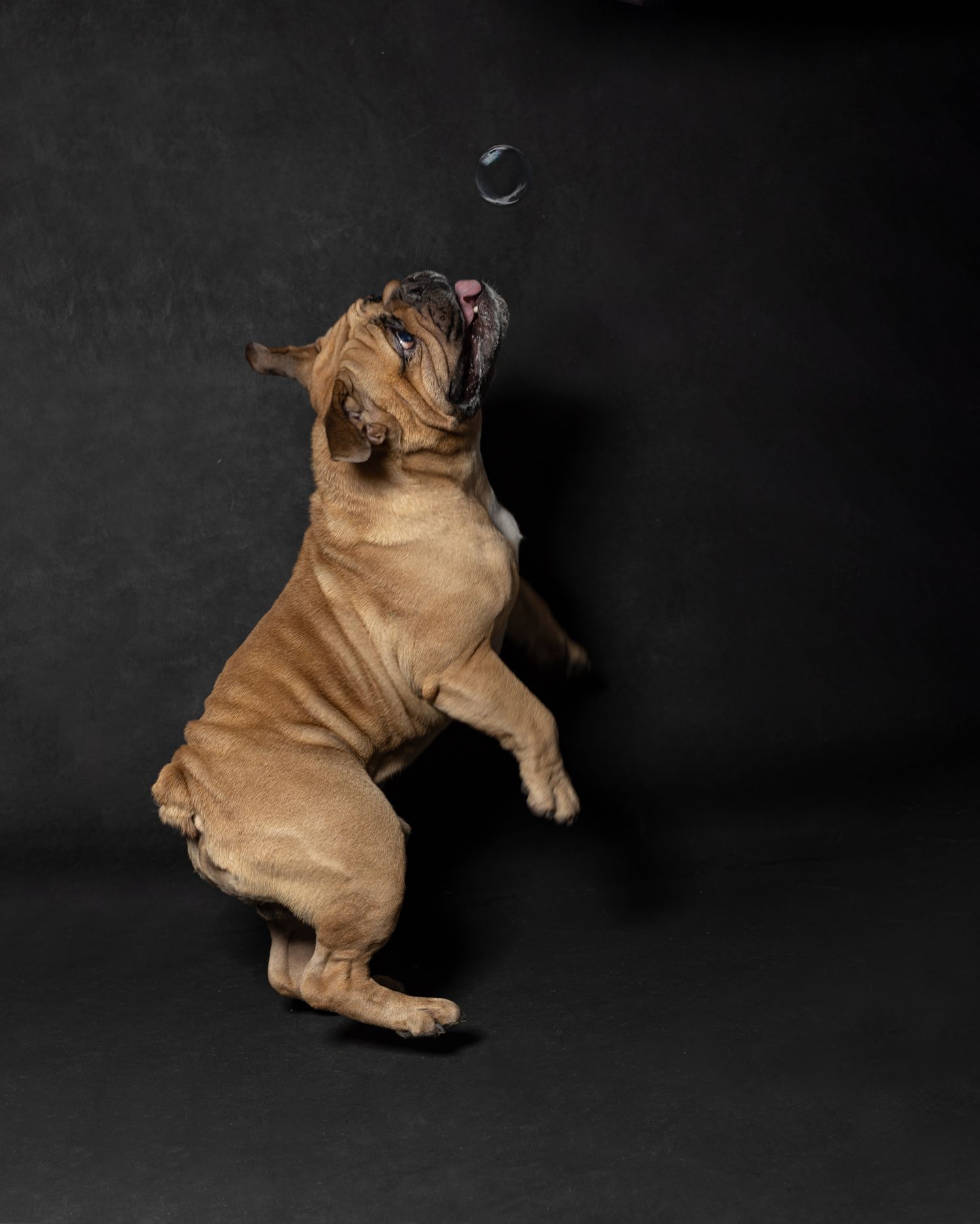 English Bulldog Studio Pets Photographer, Dog's photographer, Northampton. www.elenabrownportraits.co.uk