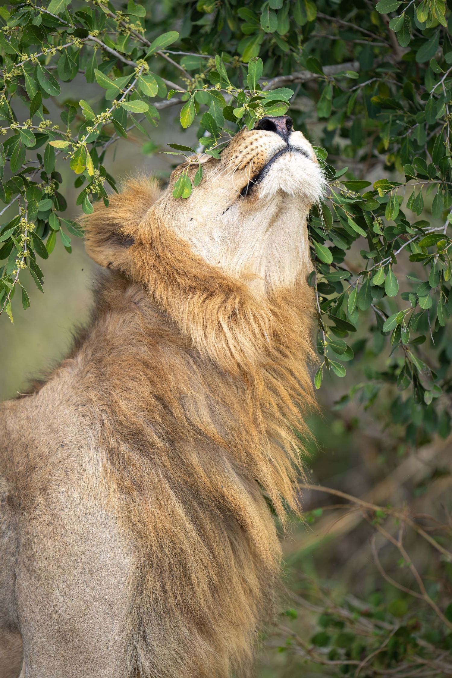 Close-up profile of a male lion's mane and head against green foliage.