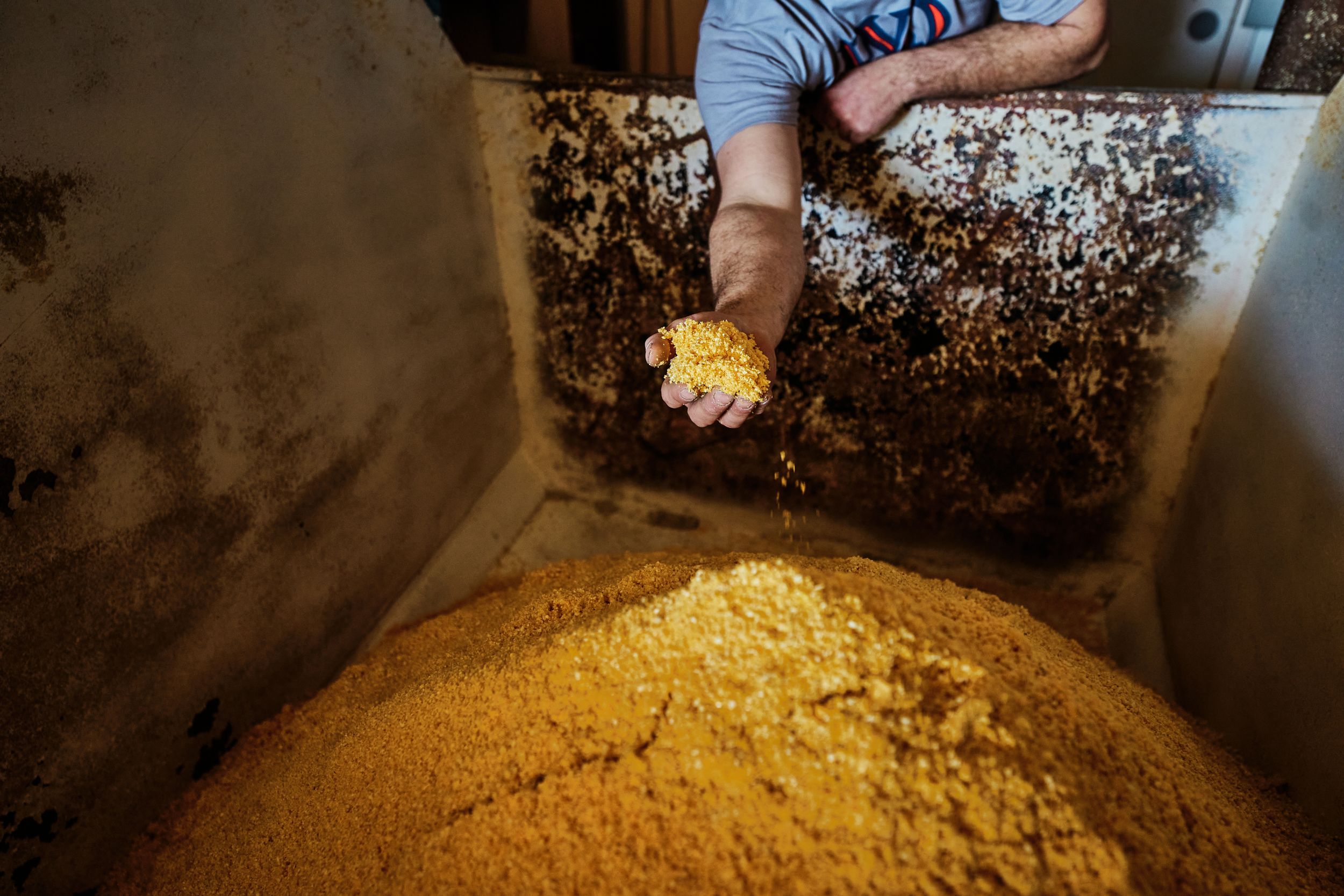 Yellow grain mash being processed in an industrial distillery setting.