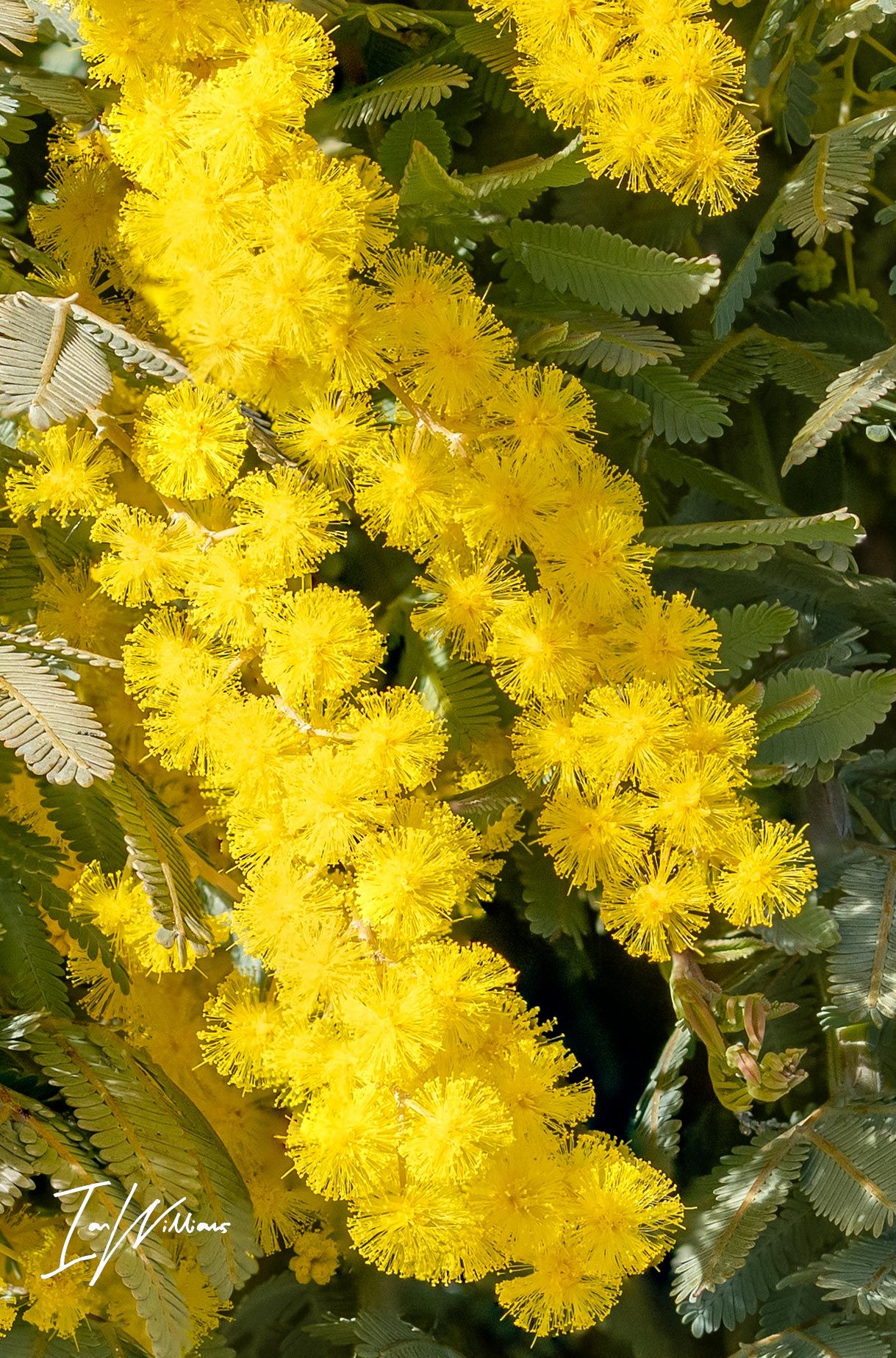 Australian Wattle, Canberra