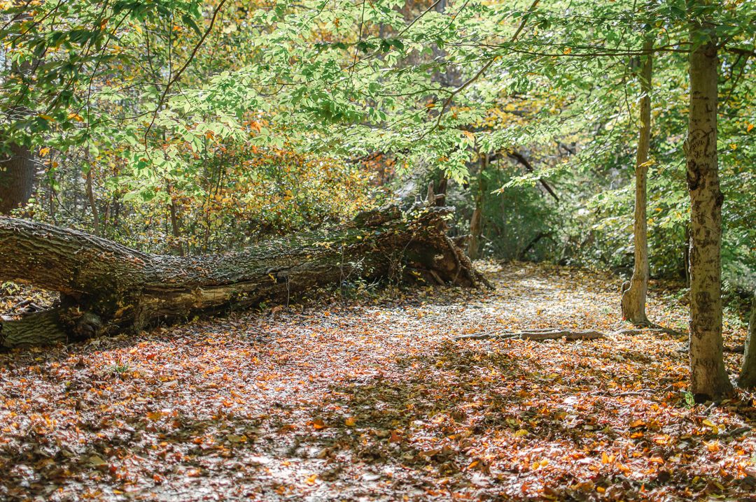 Fallen tree trunk among colorful autumn leaves on a forest floor with tall surrounding trees.