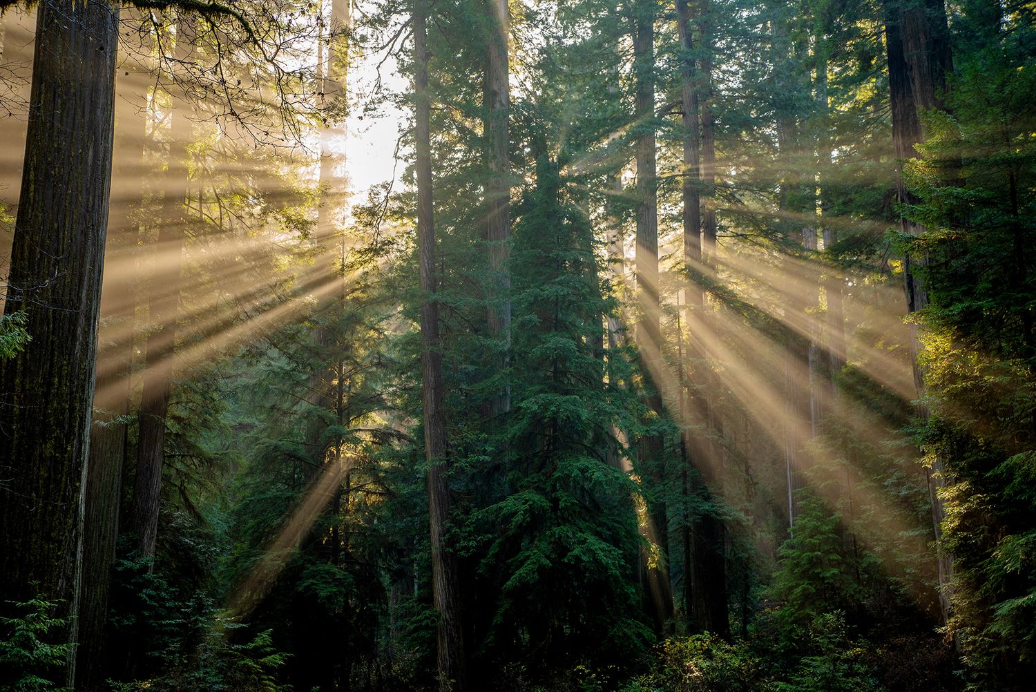 Nature photography