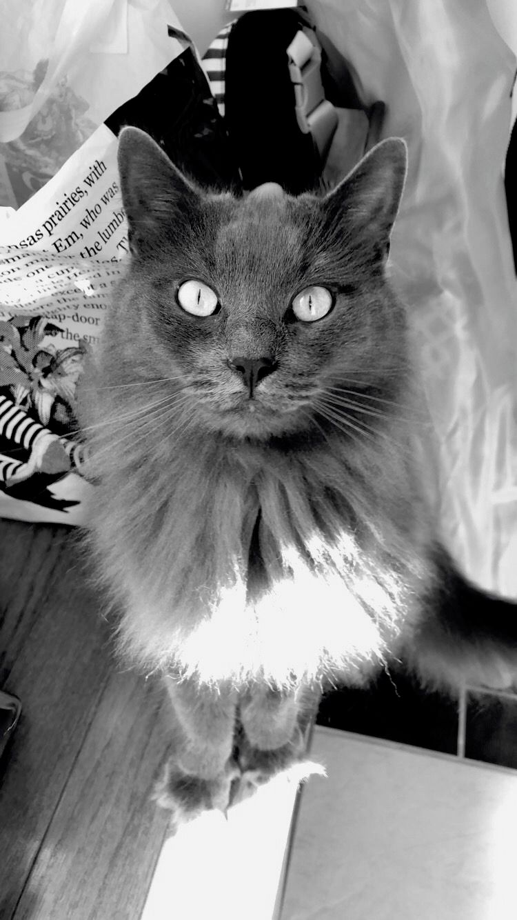 Midna