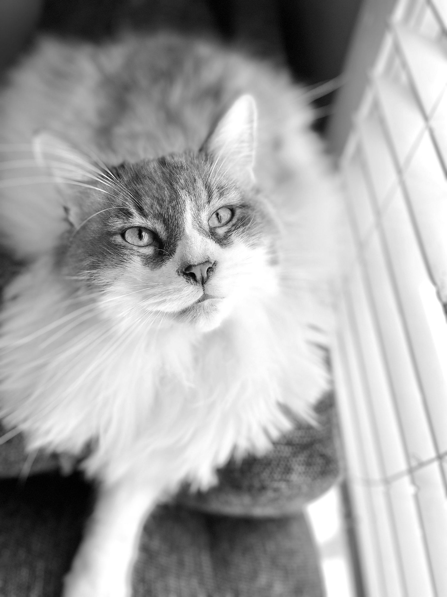 Tama
