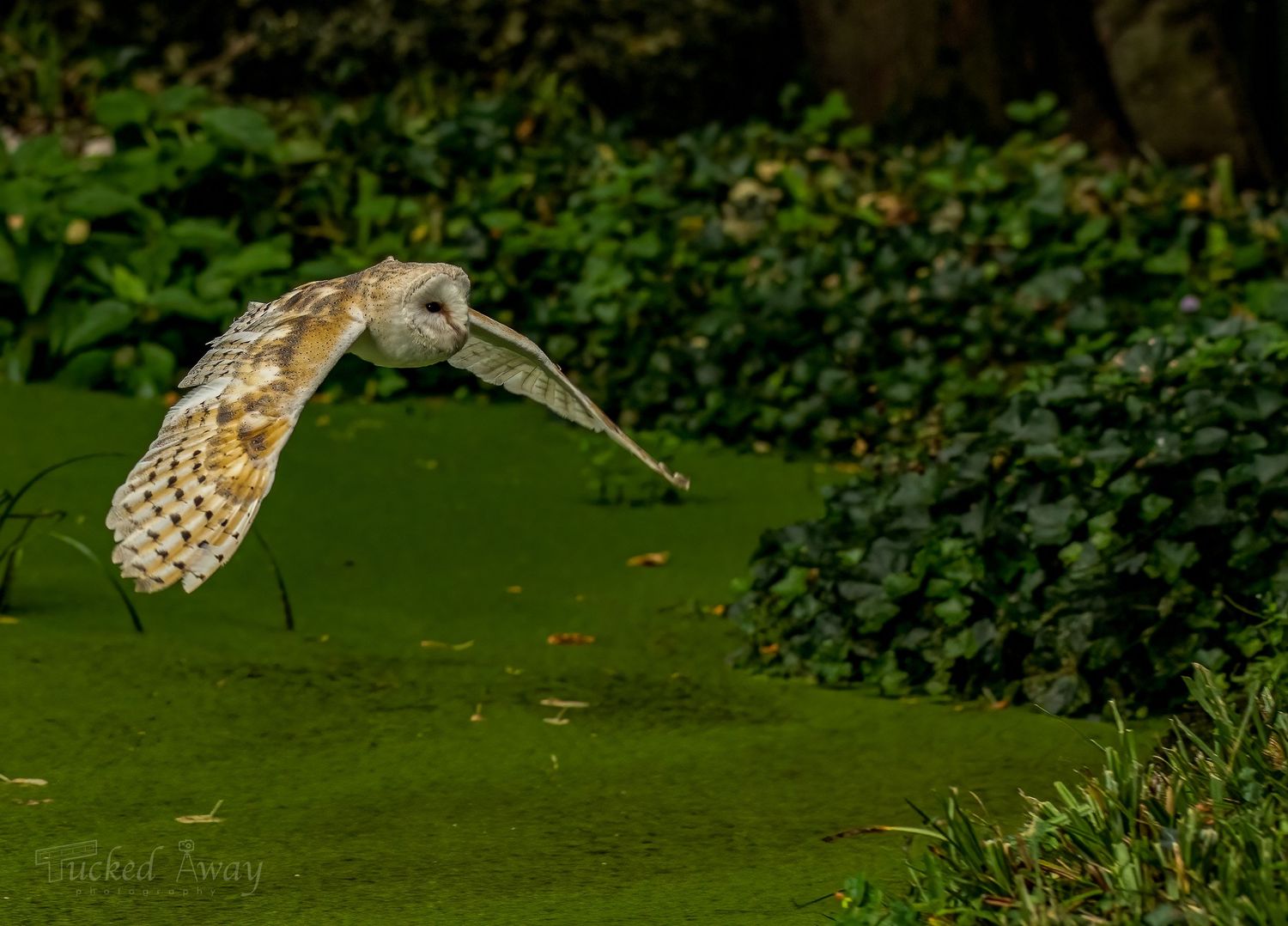 Barn Owl flying across pond