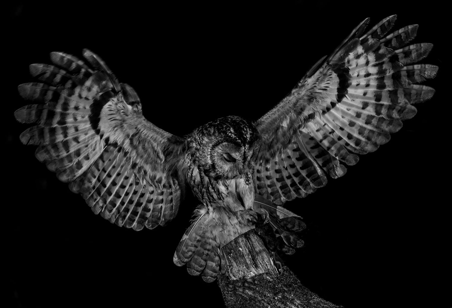Tawny Owl coming in to land