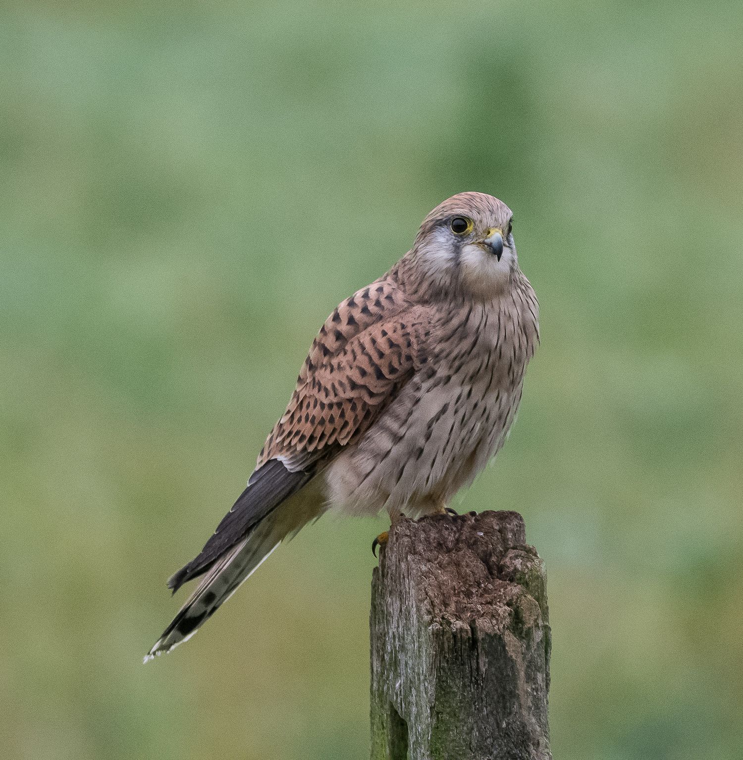 Kestrel posing on a post
