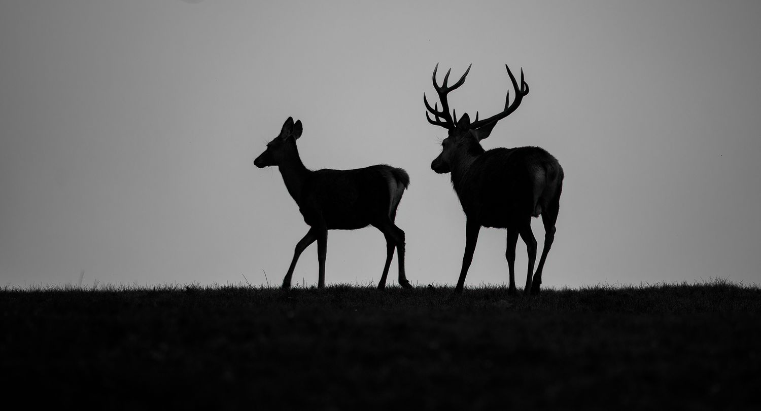 Red deer silhouette