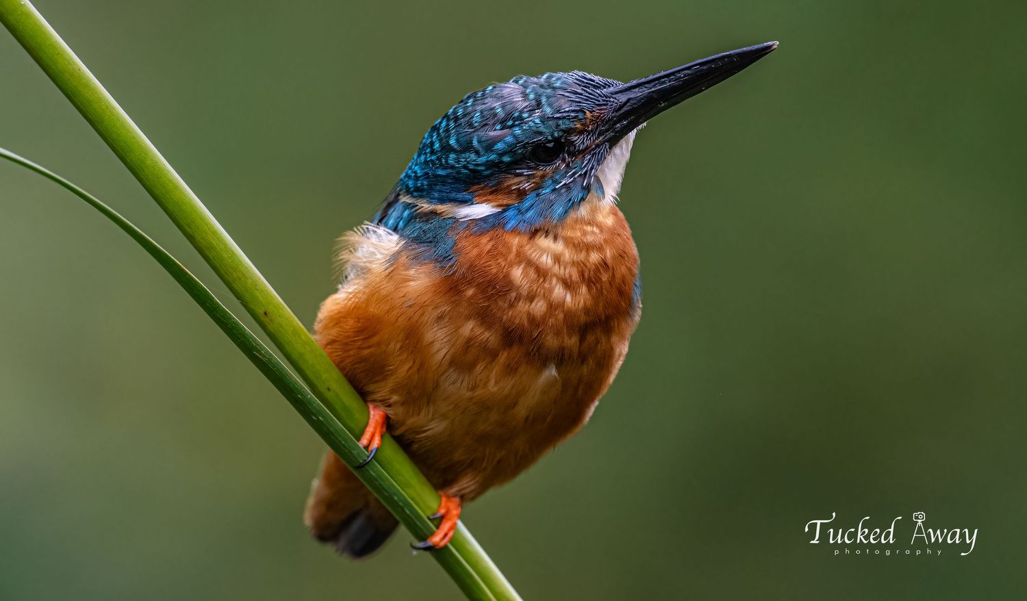 Male Kingfisher posing on reed
