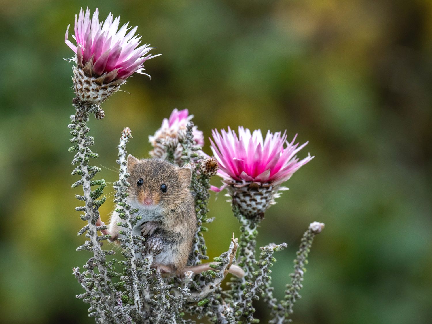 Harvest mouse resting in flowers