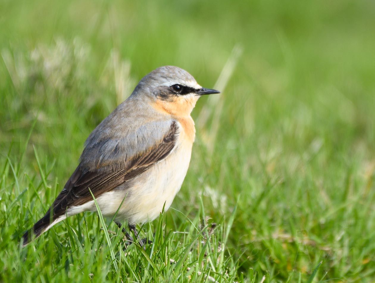 Northern wheatear bird perched in green grass displaying its orange chest and gray plumage.