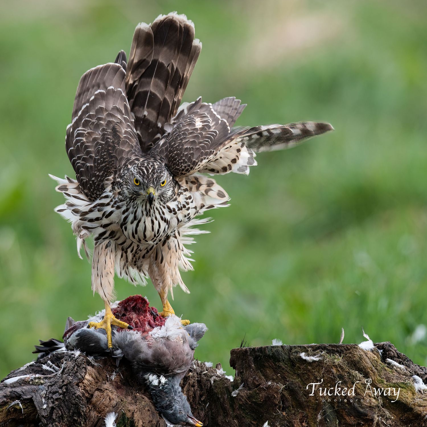 Juvenile Goshawk with lunch