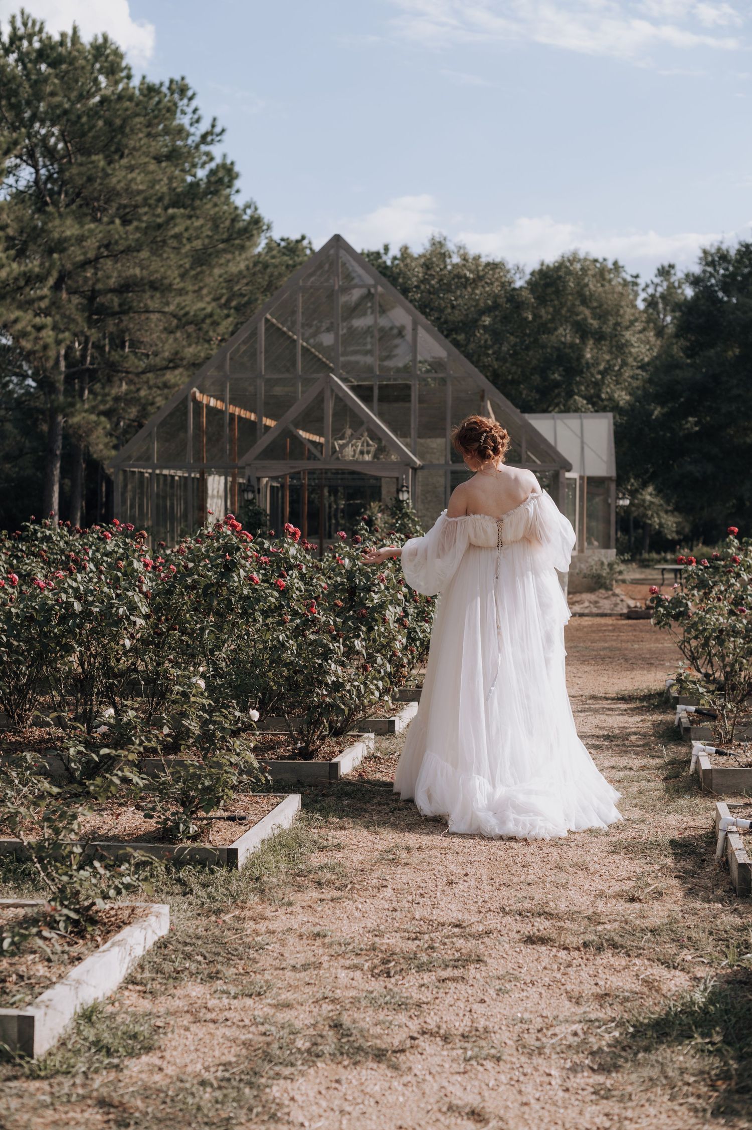 Wedding dress portrait in rose garden with rustic greenhouse in background.