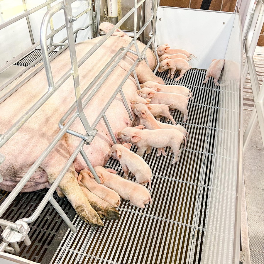 Row of nursing piglets feeding at a metal enclosure, likely at a county fair or farm exhibit.