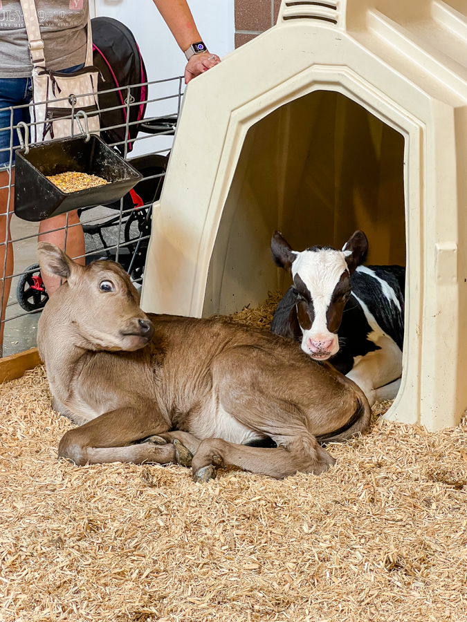 Young calves resting in a barn stall with hay bedding at a farm exhibit.