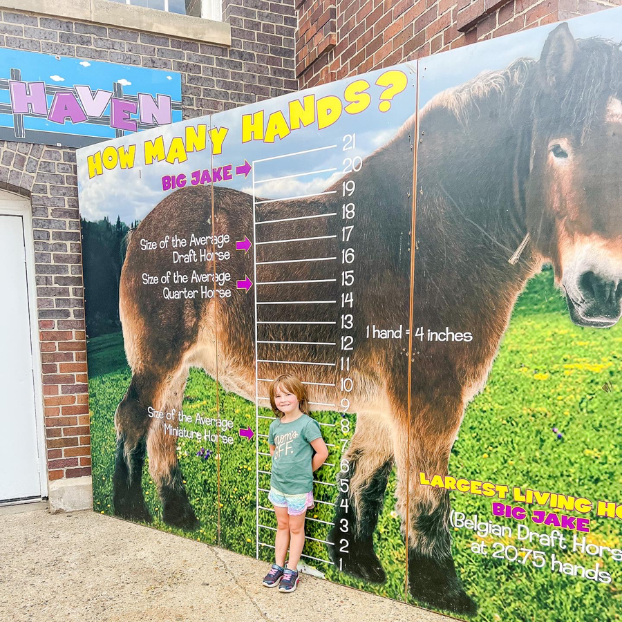 Educational display showing horse height measurements against a brick wall.