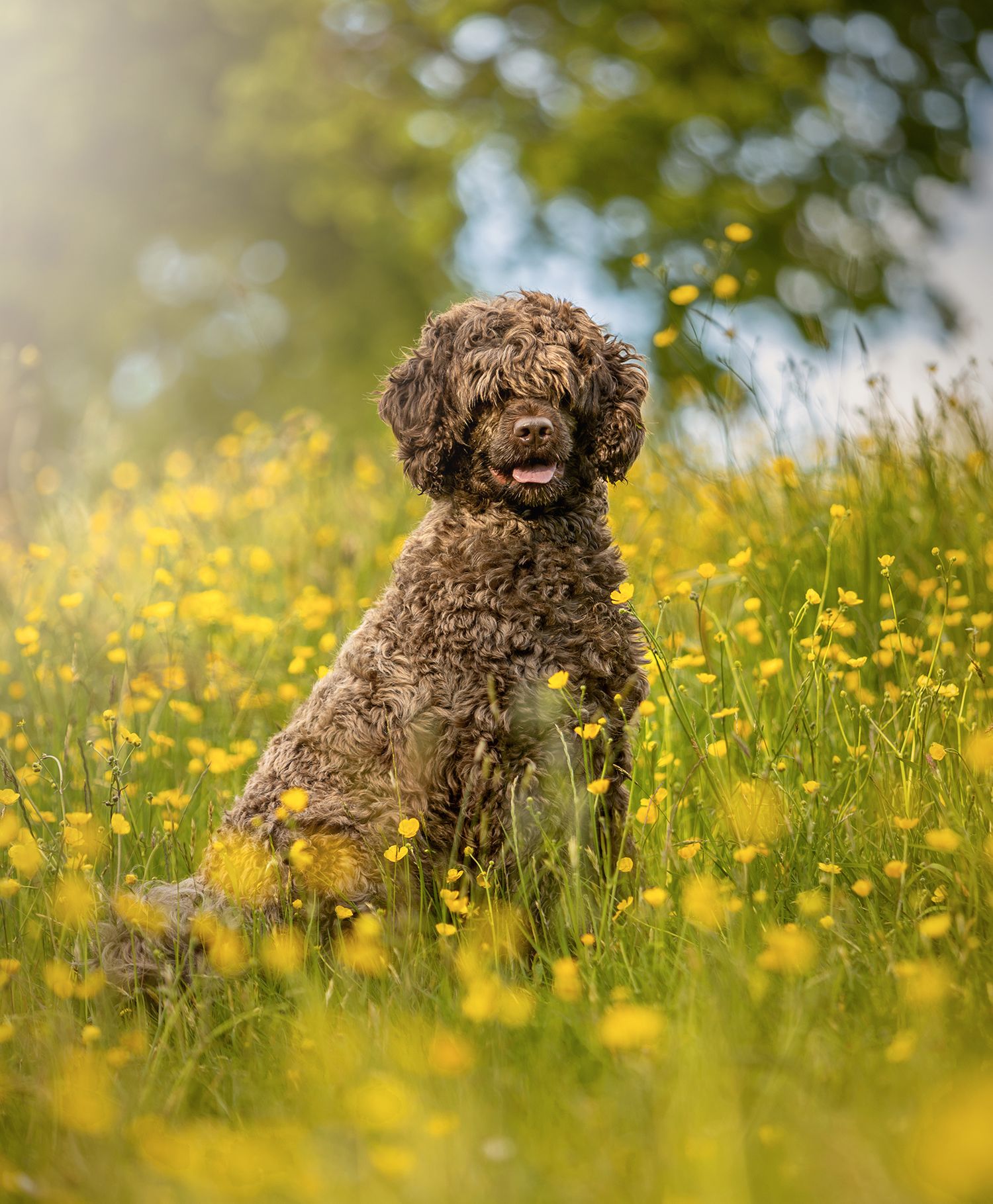 portugese water dog in spring