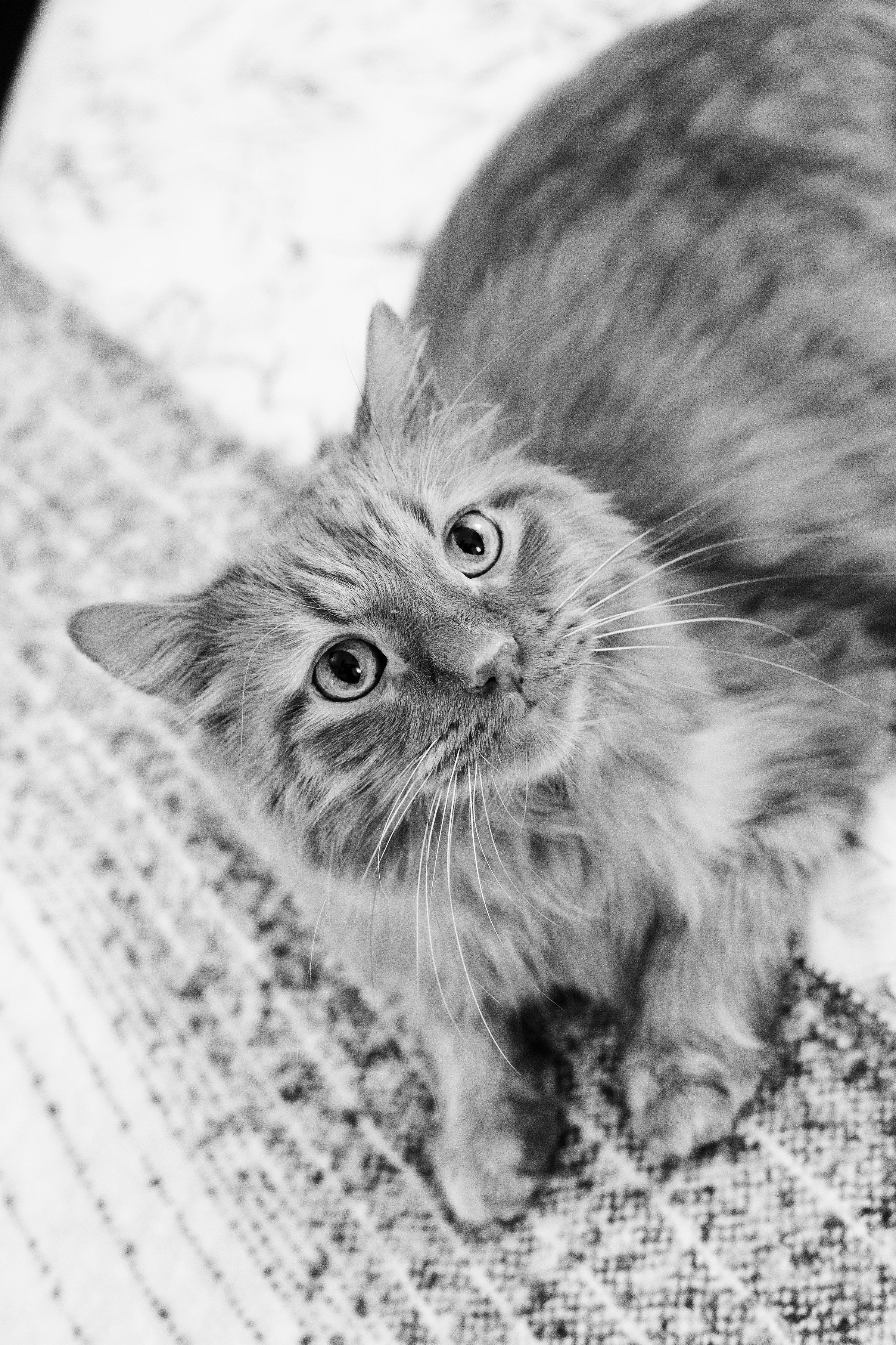 portrait of a kitten in a dimly lit room