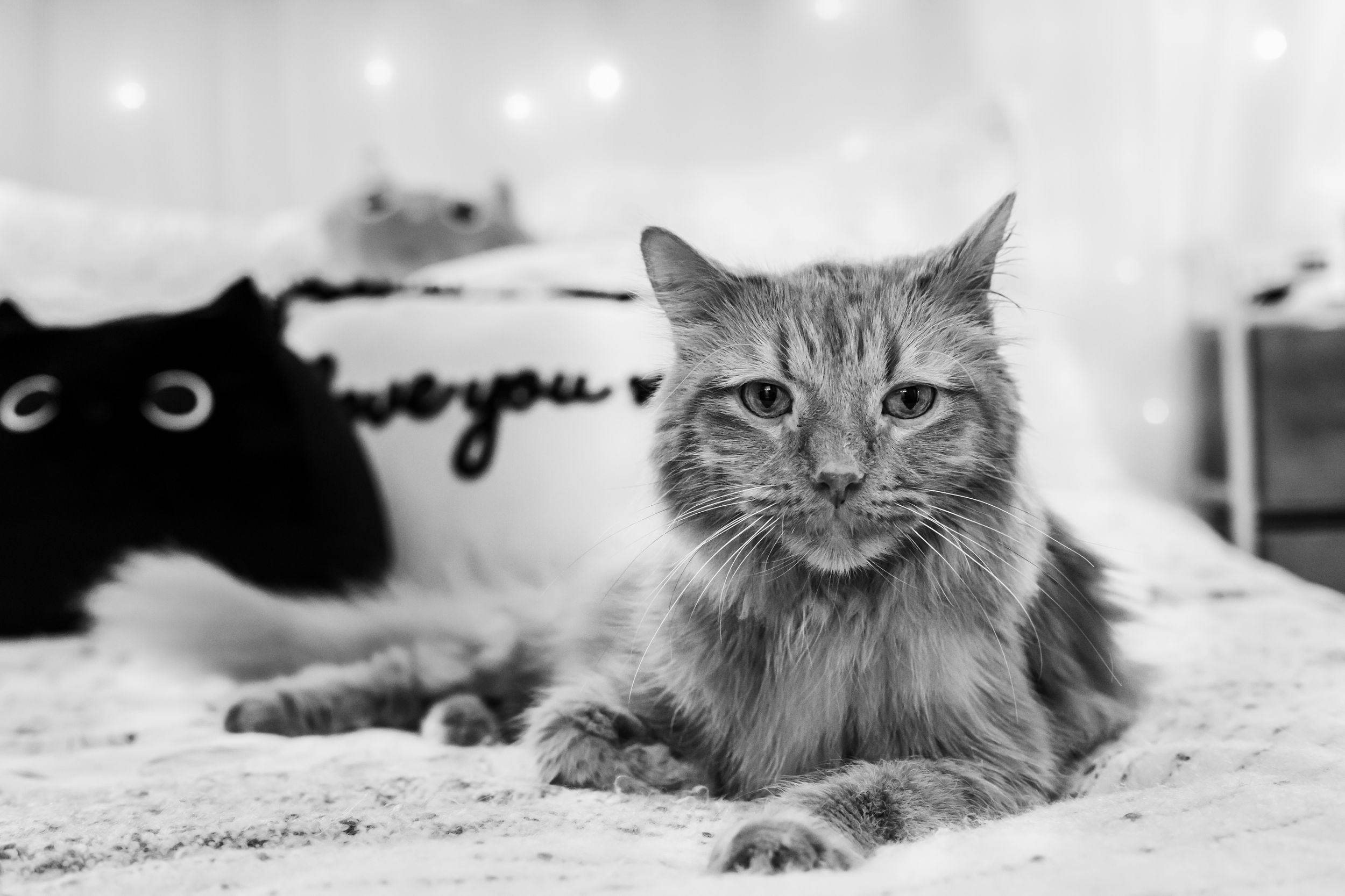 portrait of a chronically ill cat lying on a bed