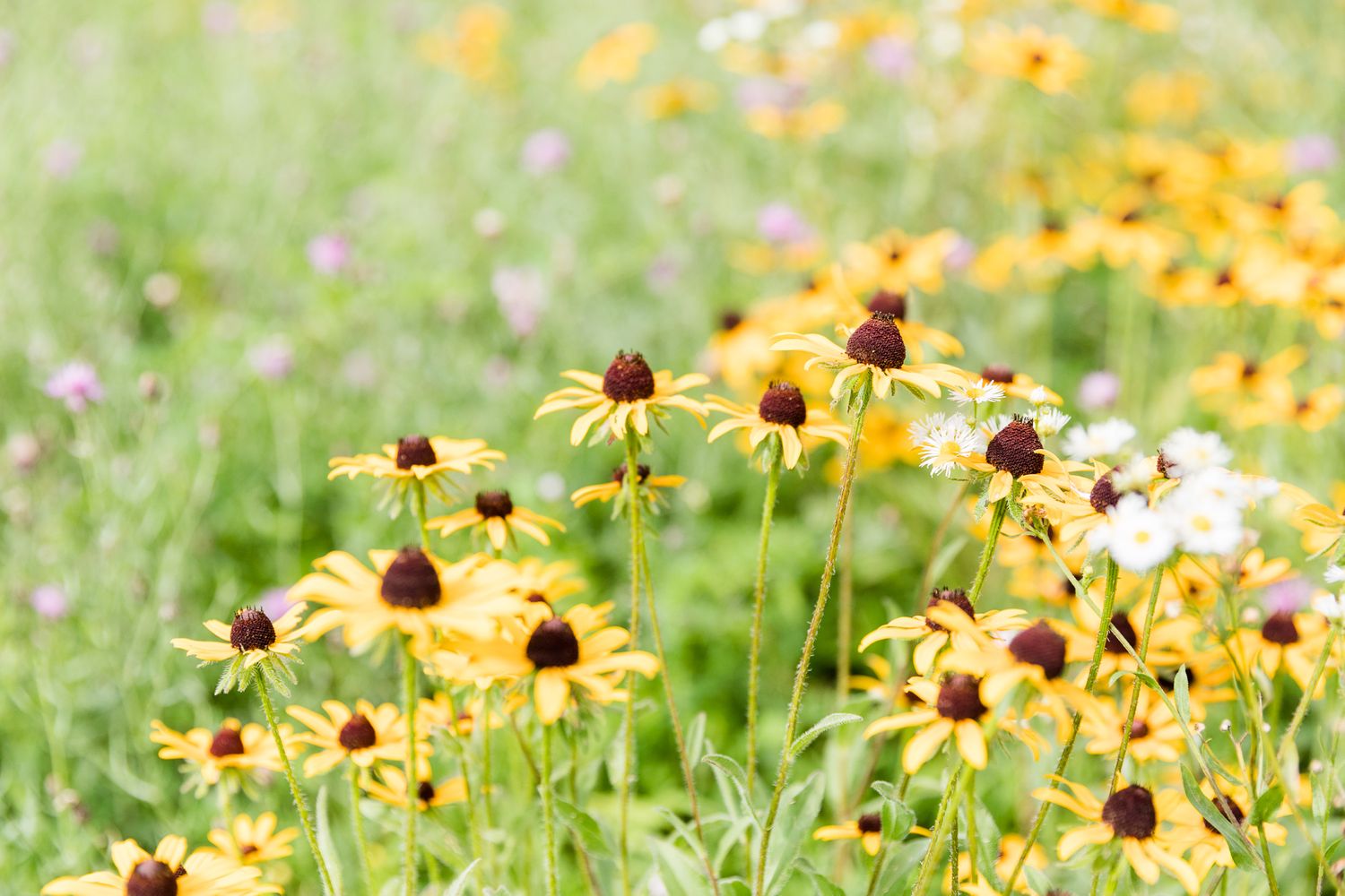 Yellow, purple and white wildflowers