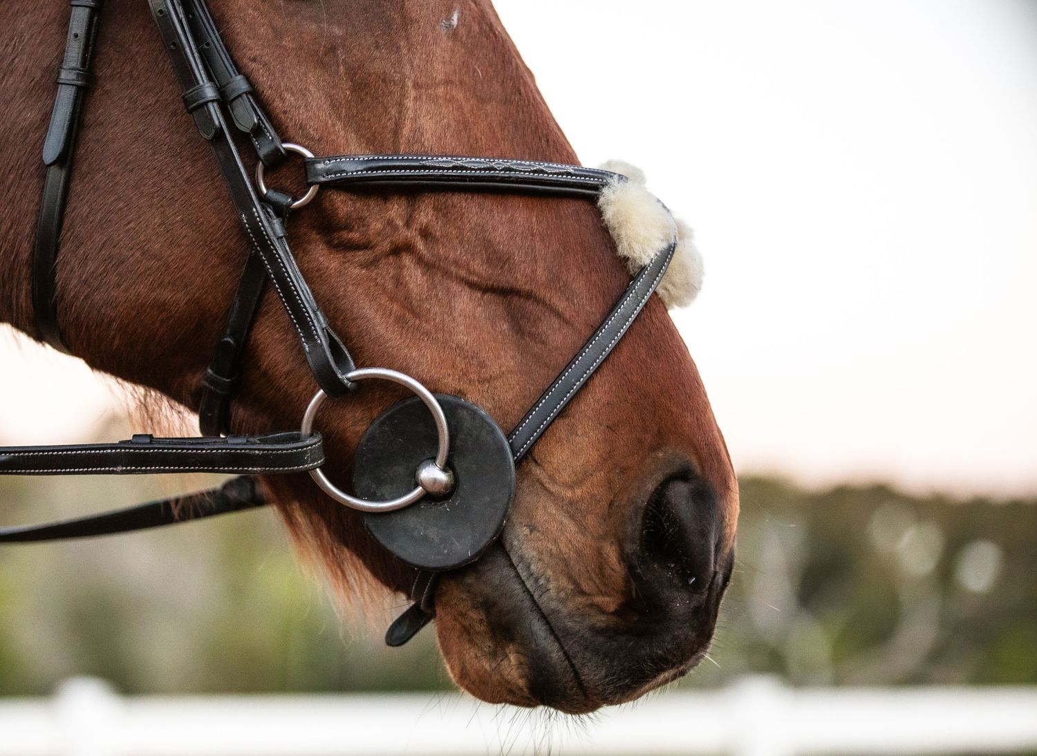 Equestrian photography.