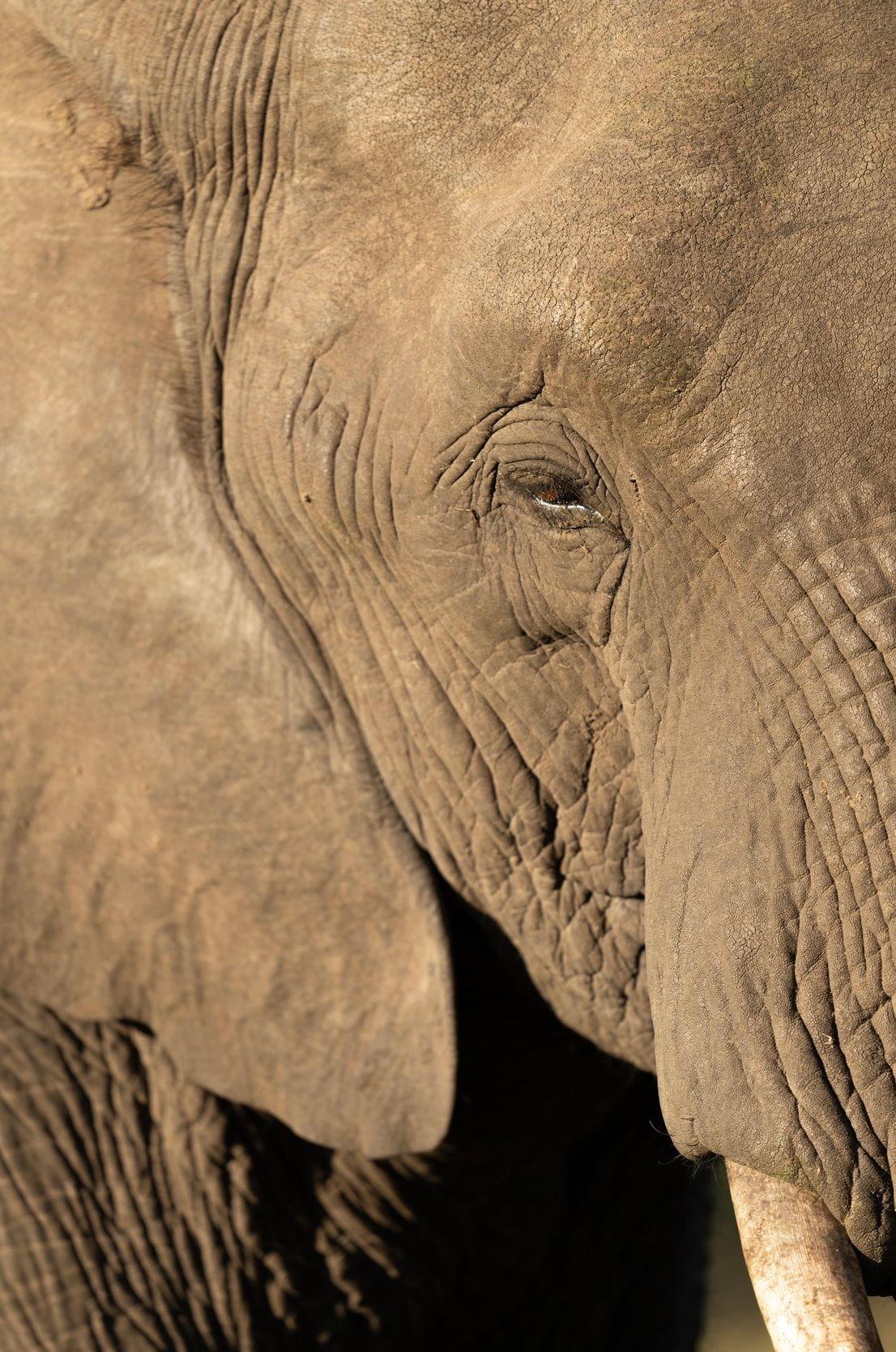 Close-up detail shots showing the textured skin and wrinkles of an elephant's face.