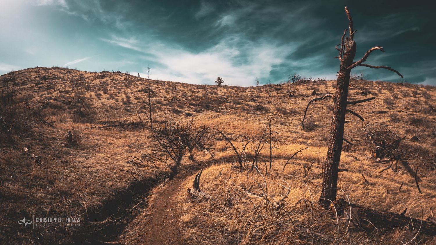 Around the Burned Tree - Forest fire aftermath - Larimer County, Colorado