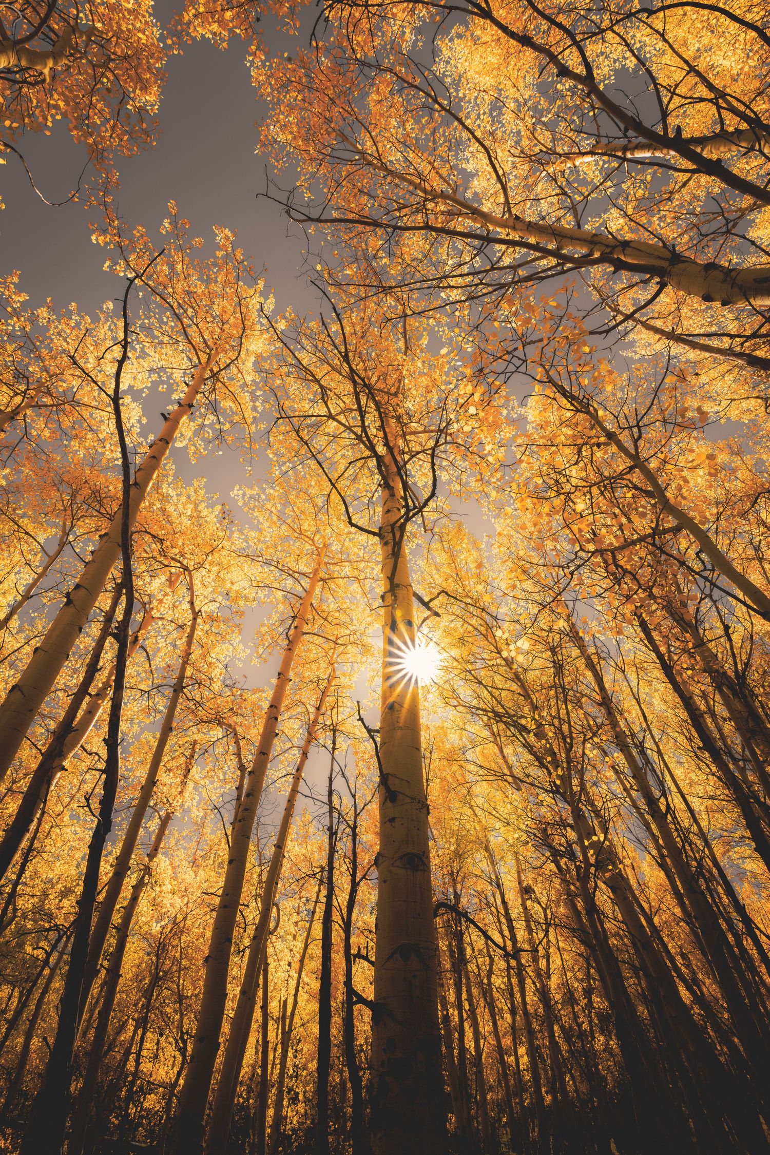 Illuminated Autumn Aspen Grove - Boulder County Colorado