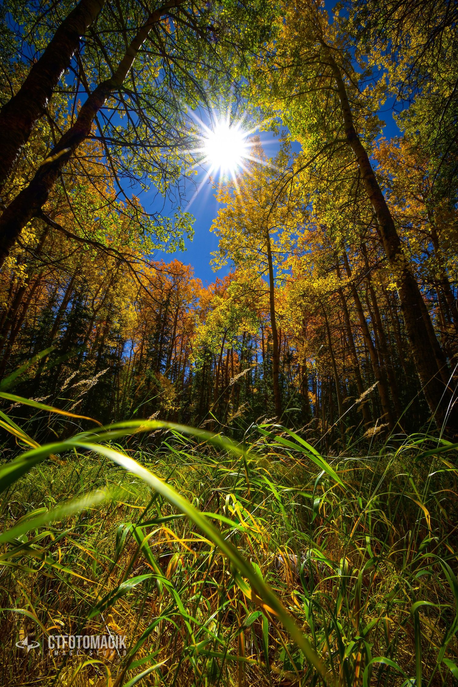 early autumn forest canopy landscape sunset rural photo photography photographer northern colorado fine art nature