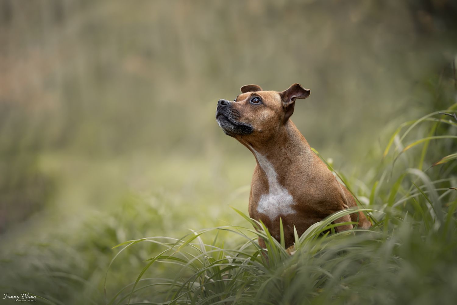 ostra staffie staffordshire bull terrier chien photo montauban foret toulouse tarn-et-garonne canin canine ami amour r6