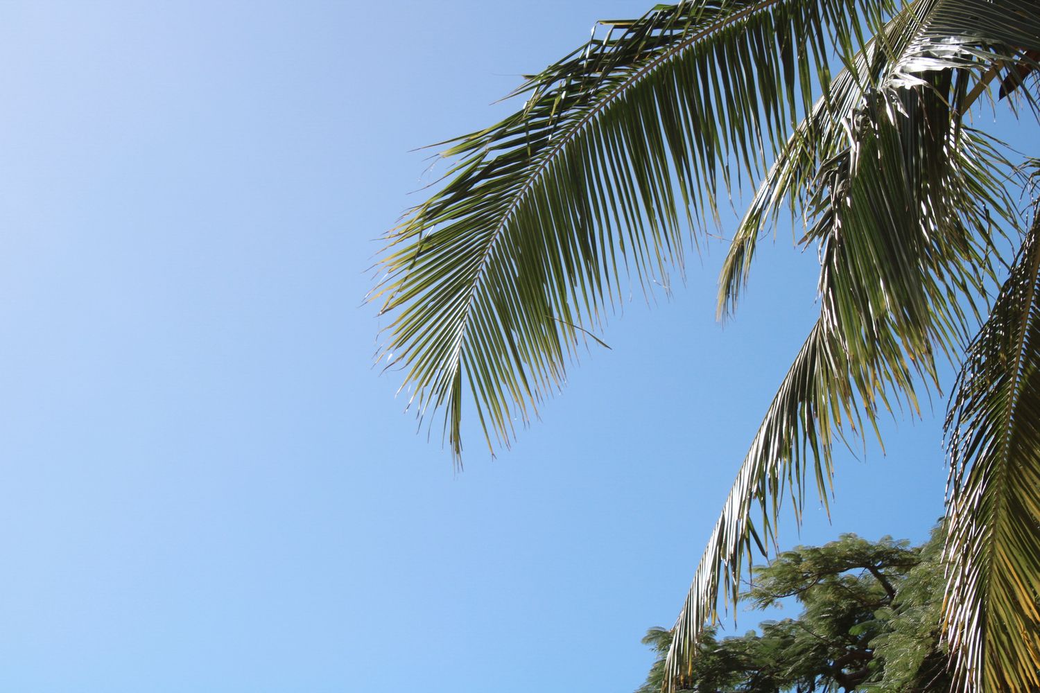 Palm Trees, Gold Coast, Tropical inspo, Photographer, Summer, beach, blue hues, Paradise, photo