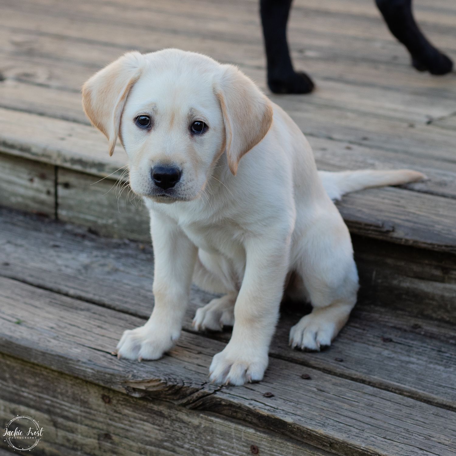 lab, Labrador