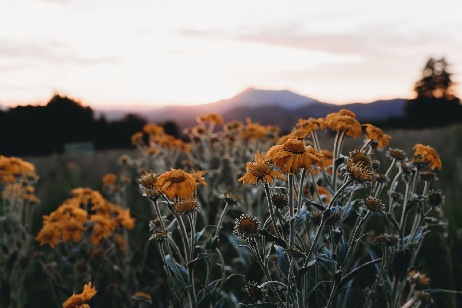 Golden sunset illuminates mountain landscape with vibrant yellow wildflowers in foreground.