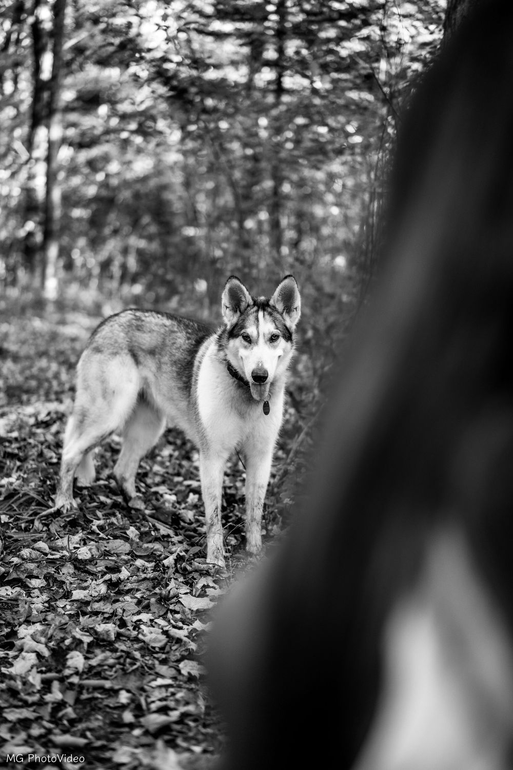 Photographe animalier à Sherbrooke en estrie