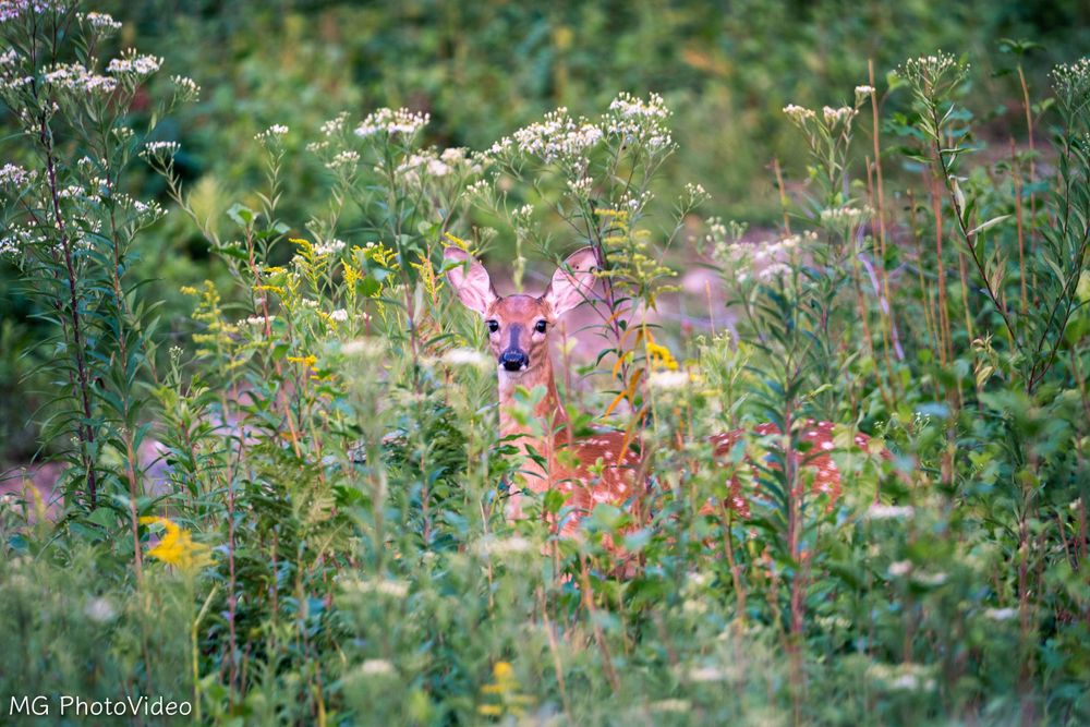 Photographe animalier à Sherbrooke en estrie