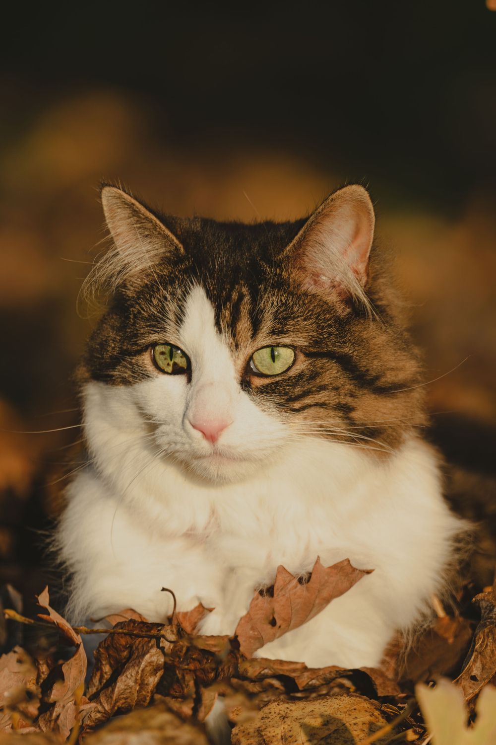Photographe animalier à Sherbrooke en estrie