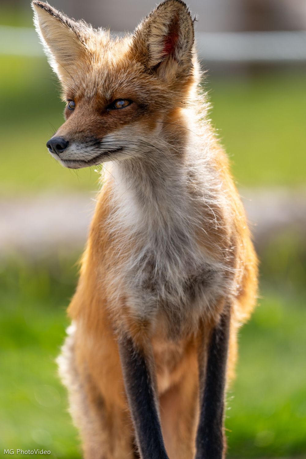 Photographe animalier à Sherbrooke en estrie