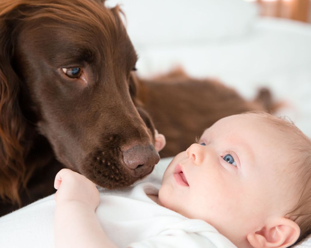 baby and spaniel on bed