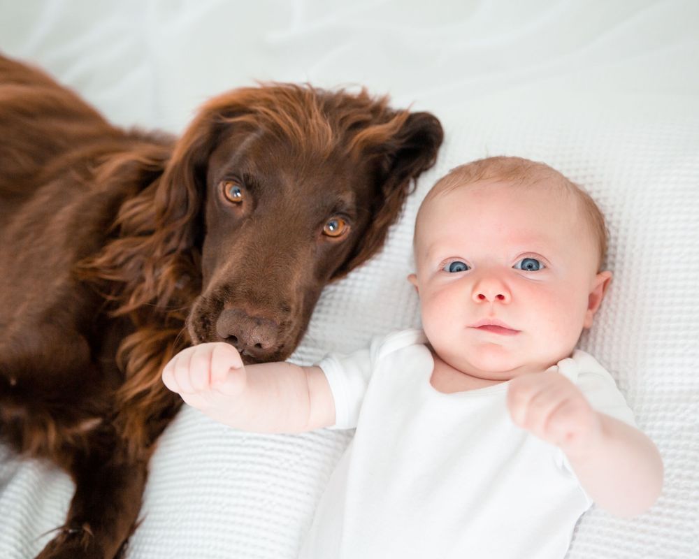 baby and spaniel on bed