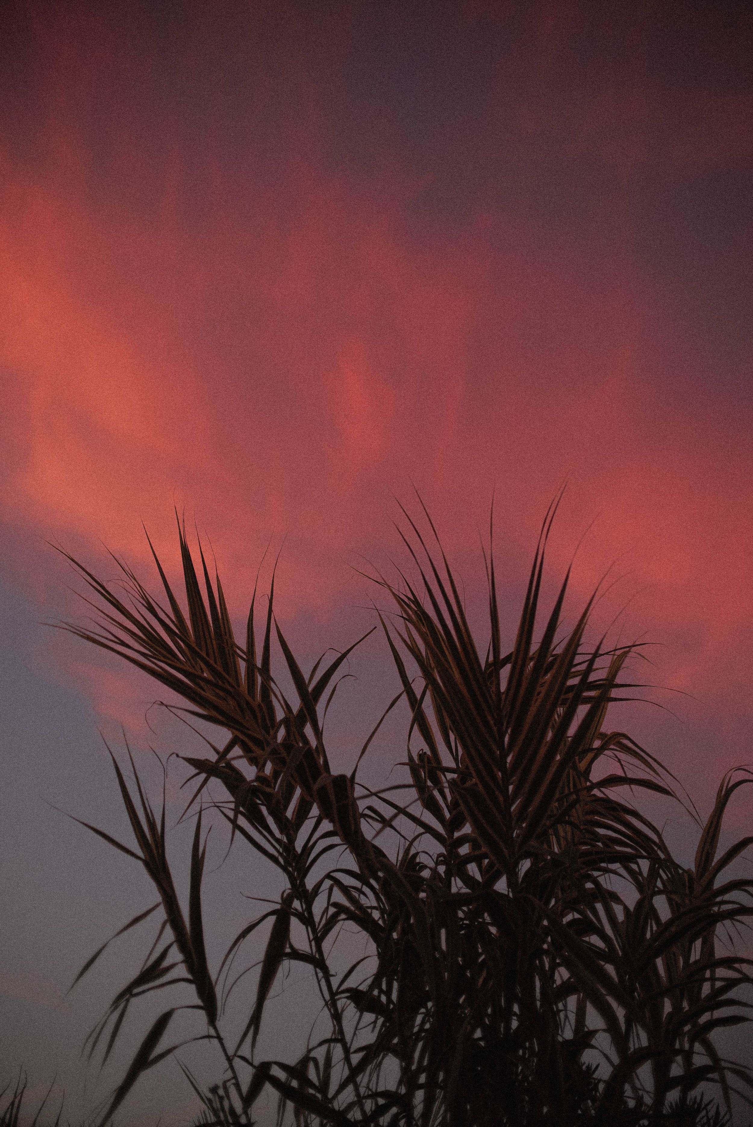French Sunset