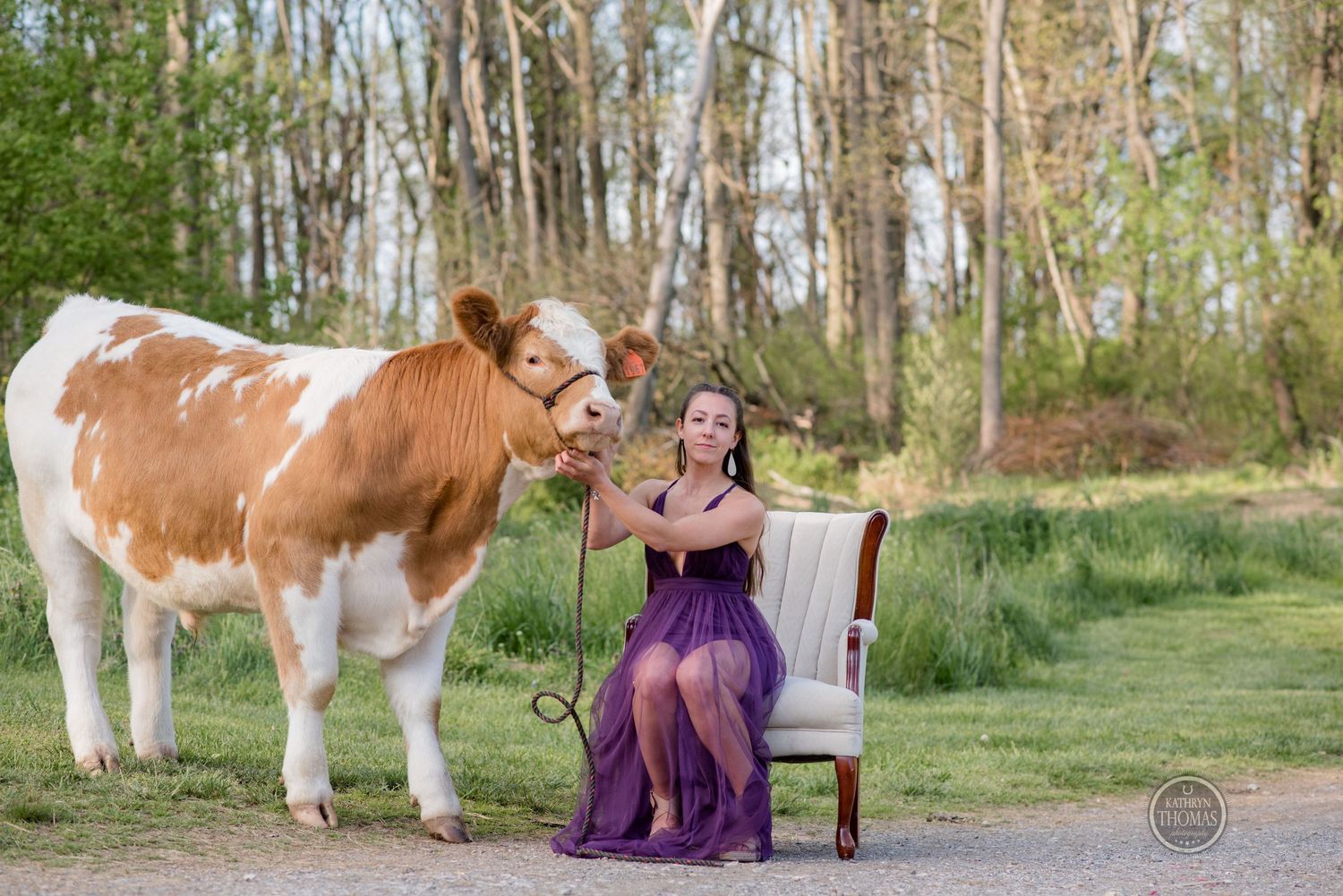 A brown and white cow stands next to someone in a flowing purple dress seated in an elegant chair outdoors.