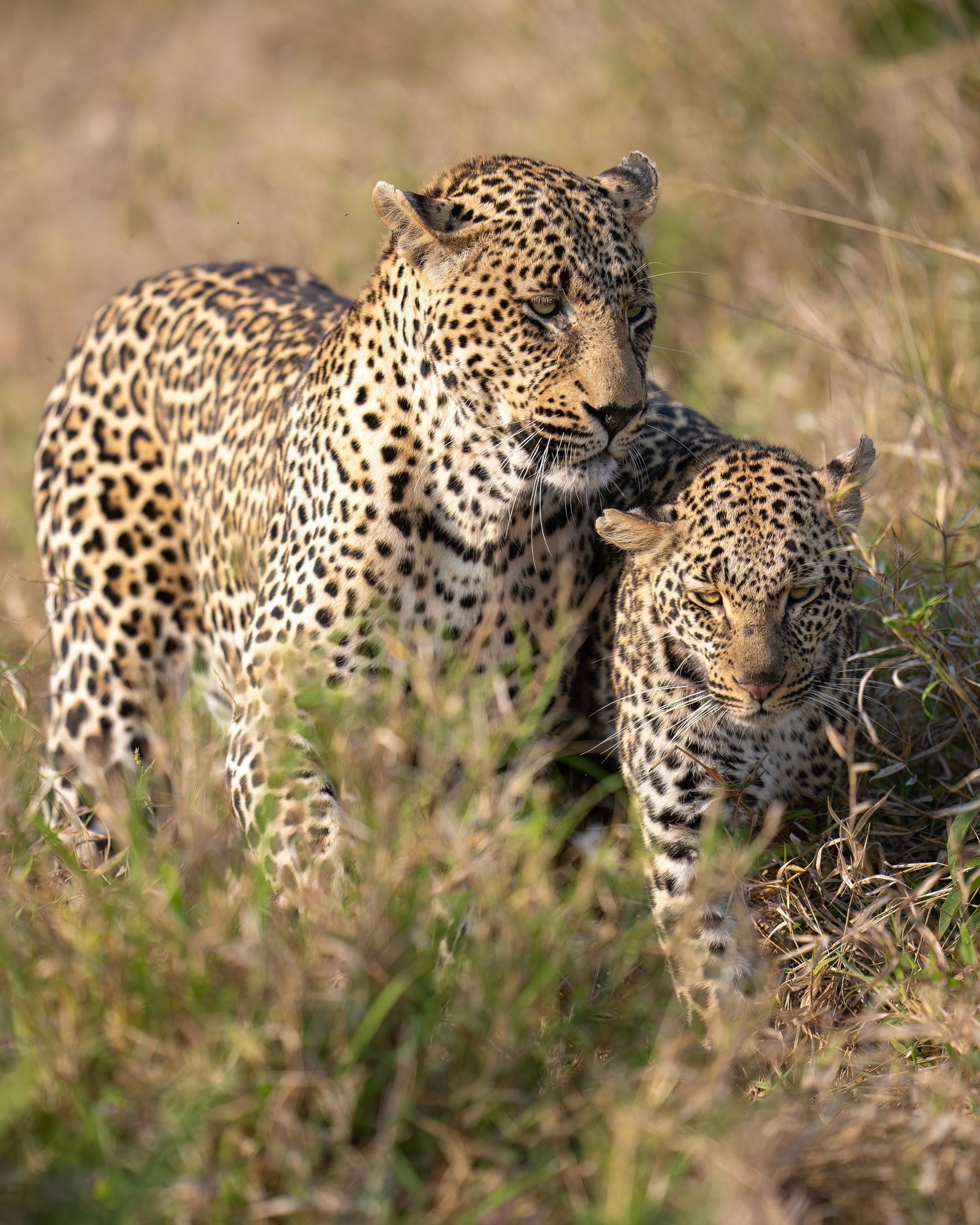 Leopard moving stealthily through tall dry grass in natural habitat.