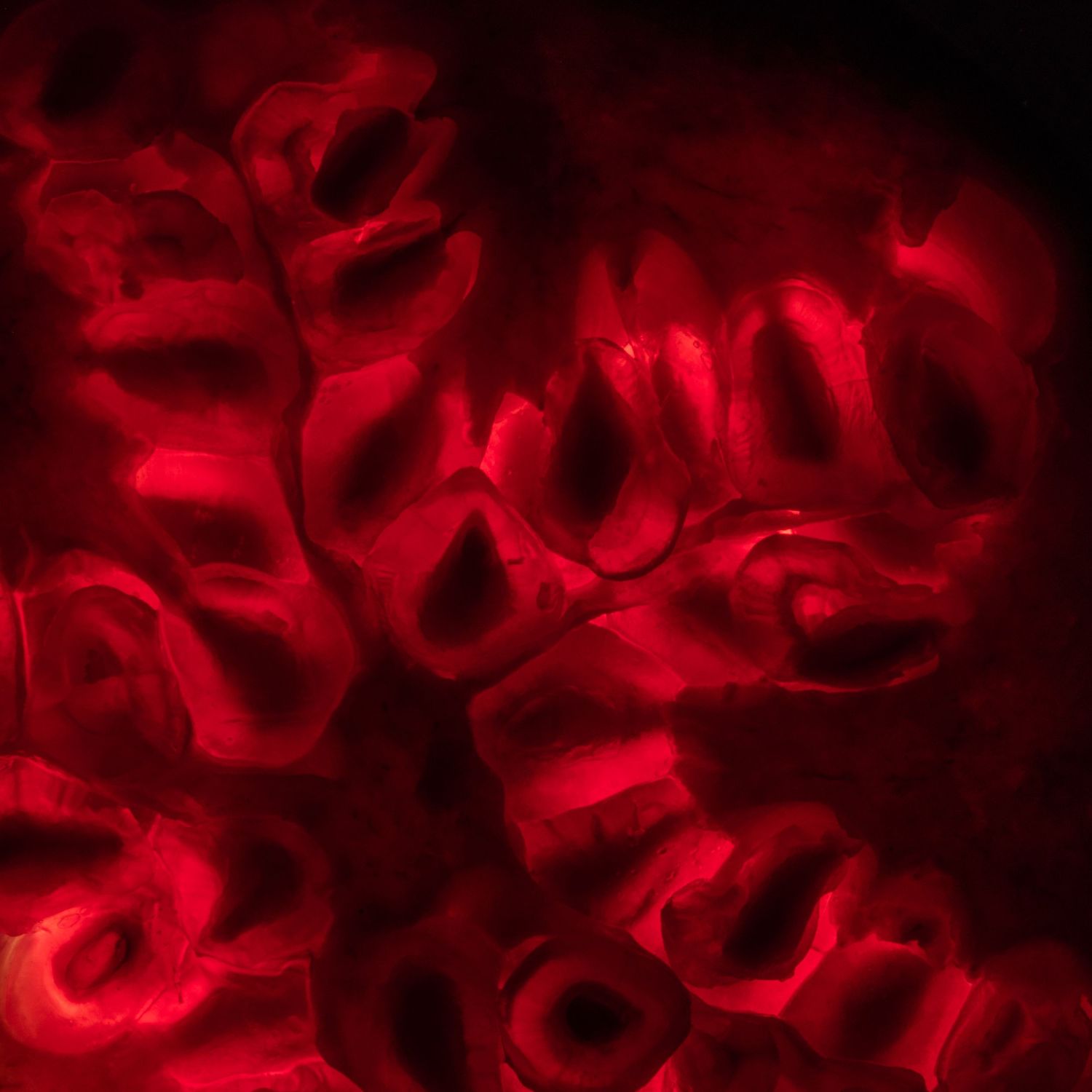 beautiful pattern and deep red colour of a pomegranate slice
