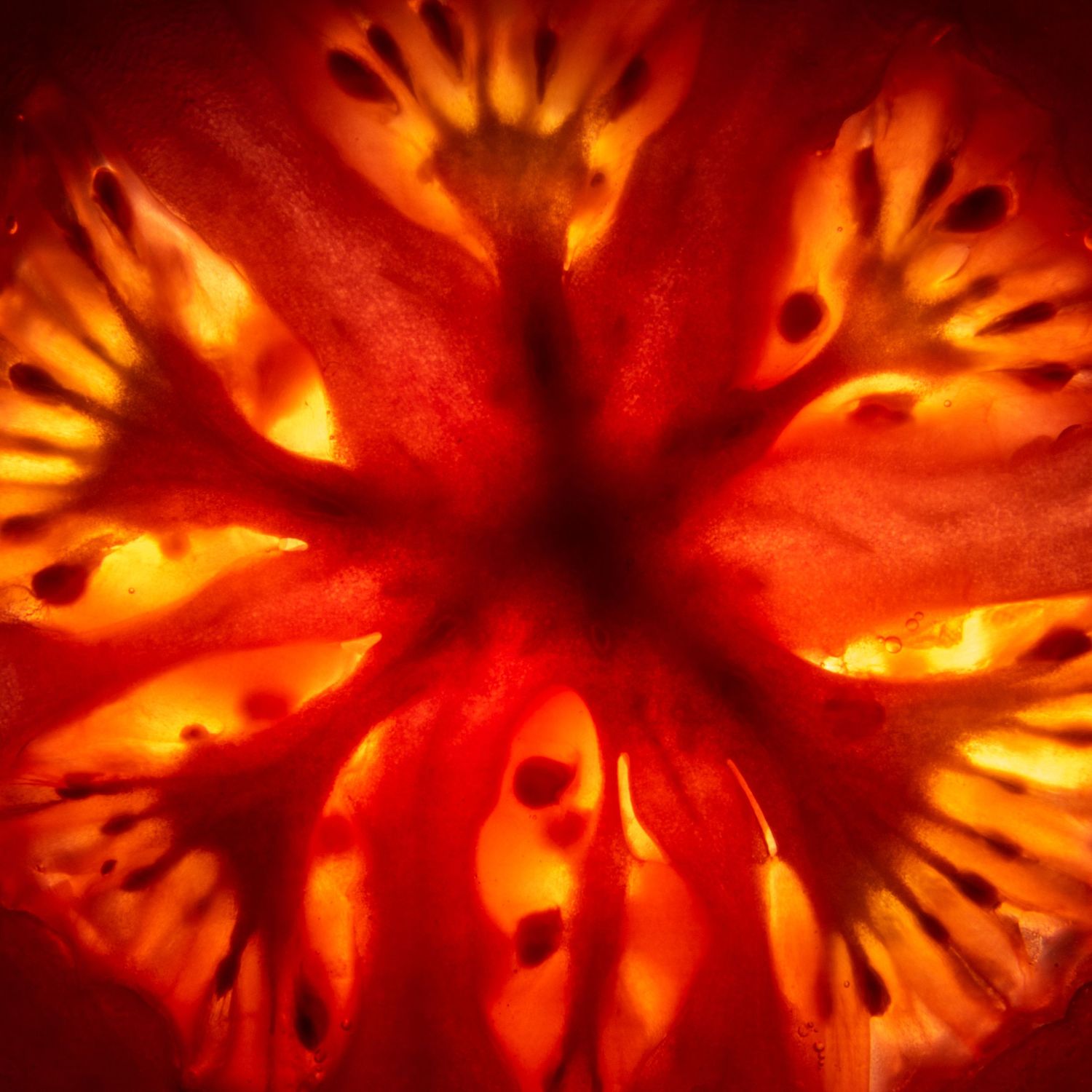 abstract photo of a tomato slice, nice that texture and red colour