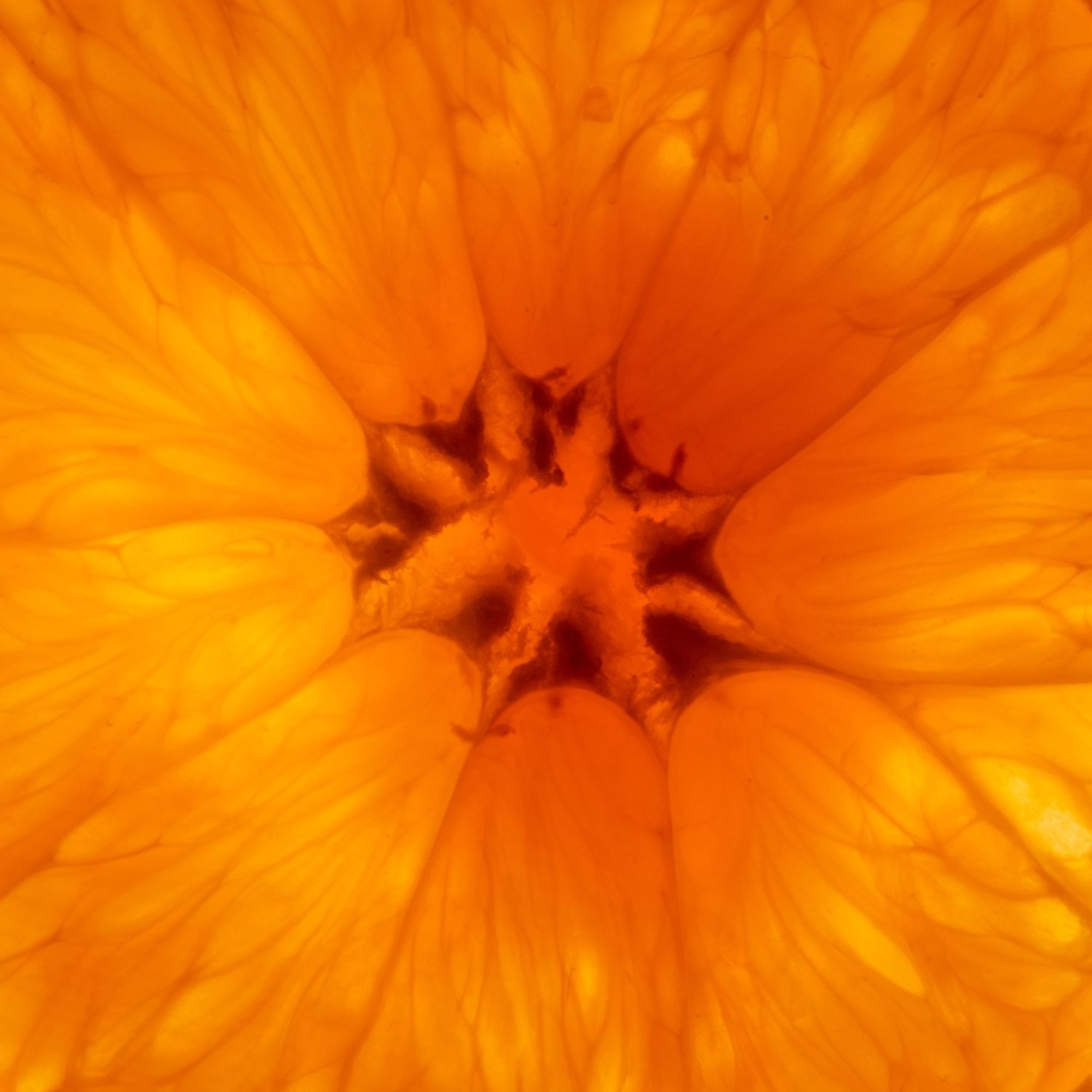 abstract photo of a slice of orange, beautiful that orange colour
